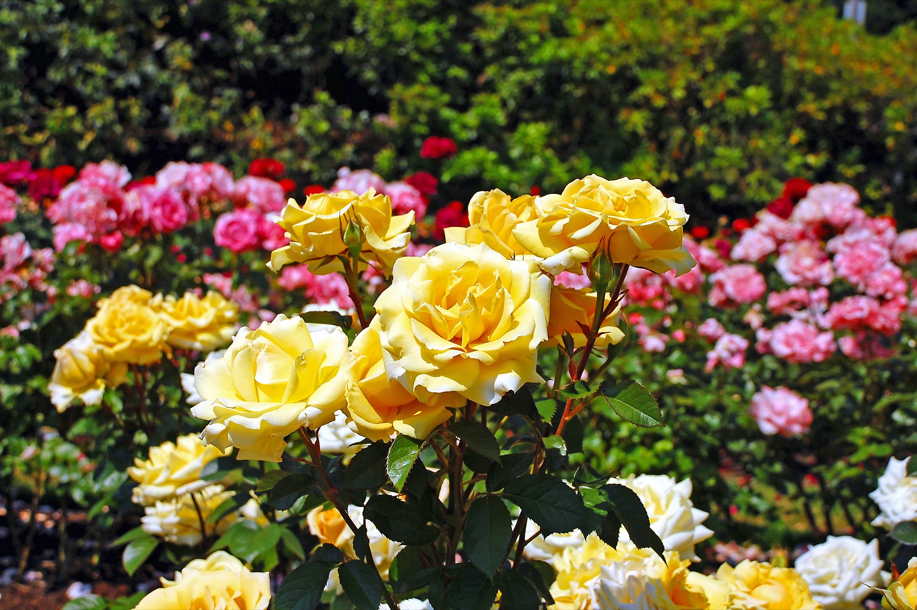 Detalle de rosas amarillas